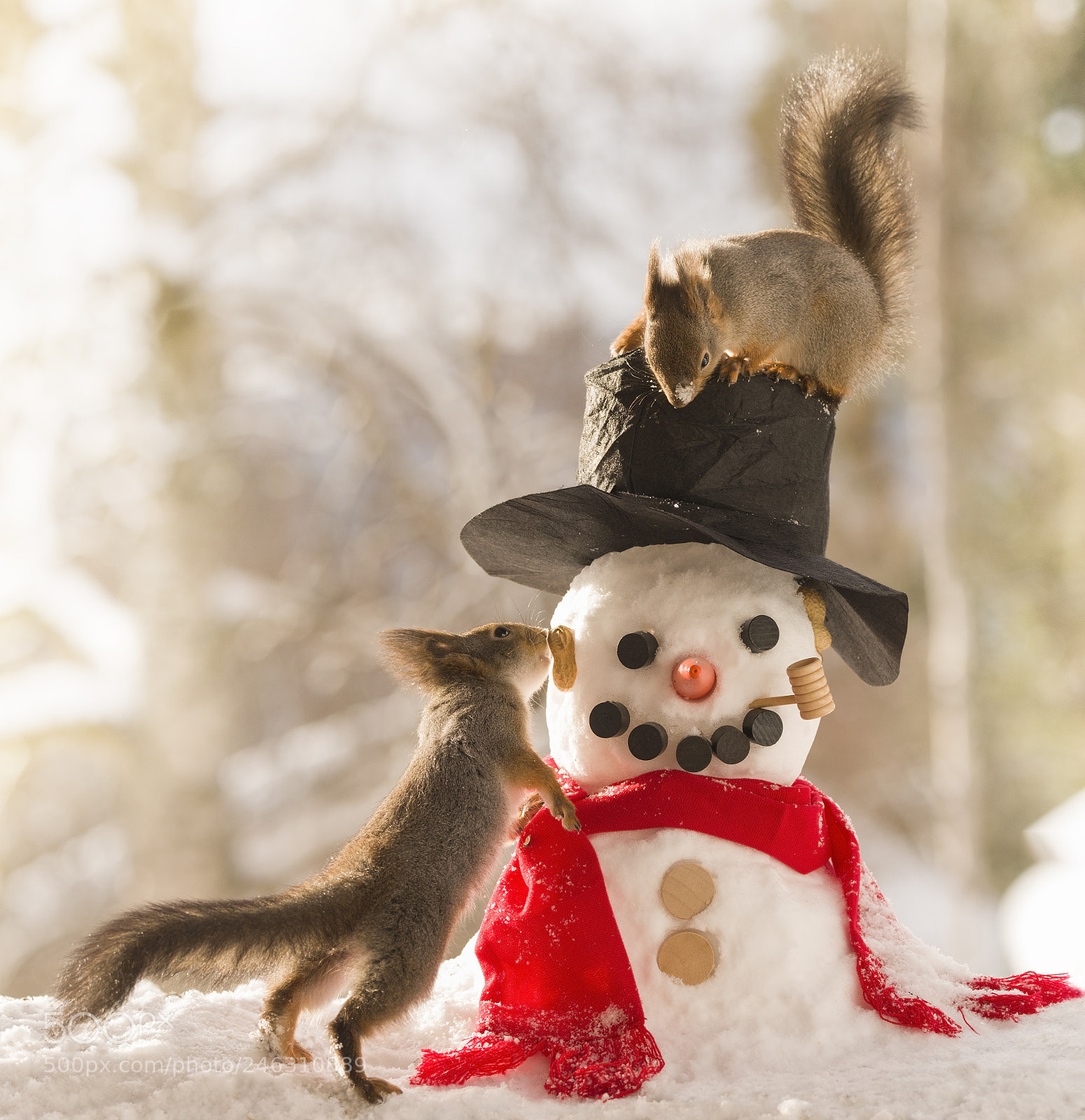Nikon D810 sample photo. Red squirrels standing with photography