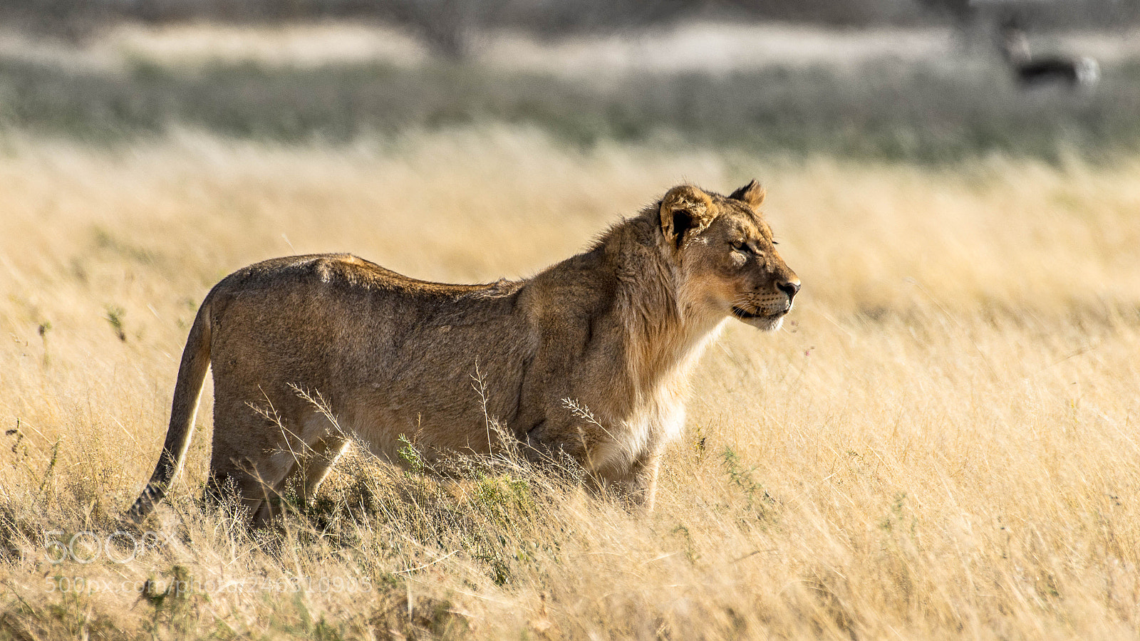 Pentax K-5 II sample photo. Young lion hunting photography