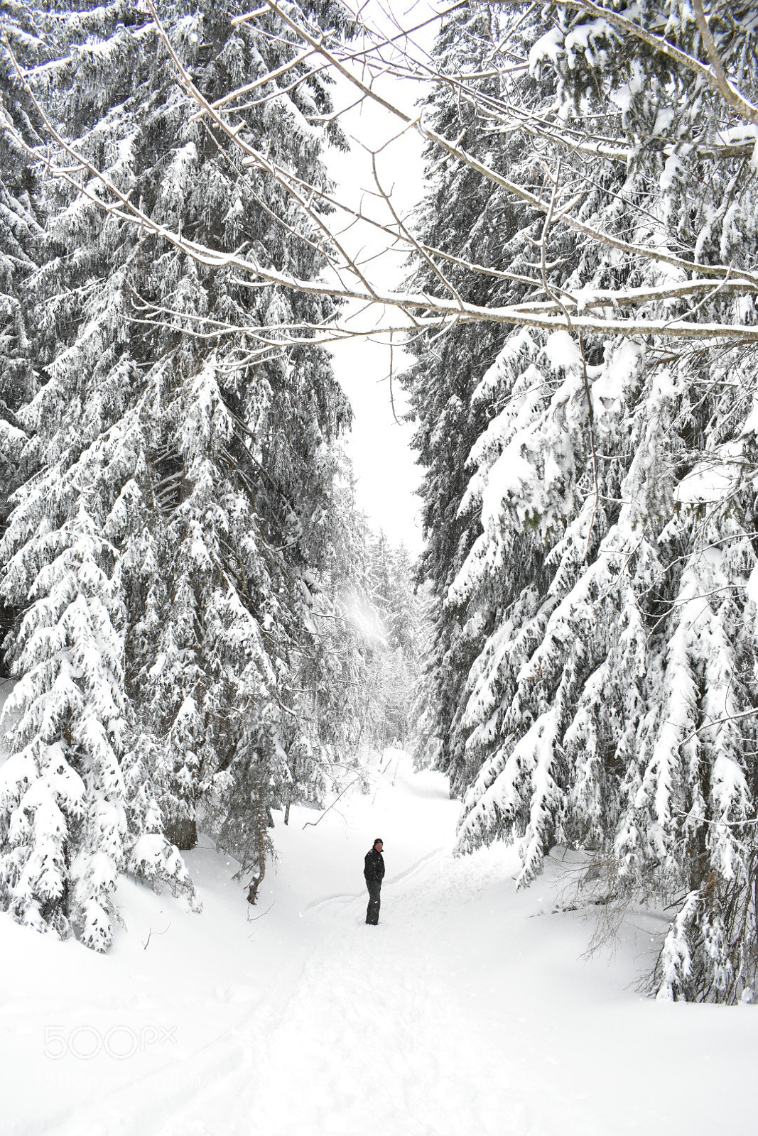Nikon D3400 sample photo. Narnia or switzerland? photography