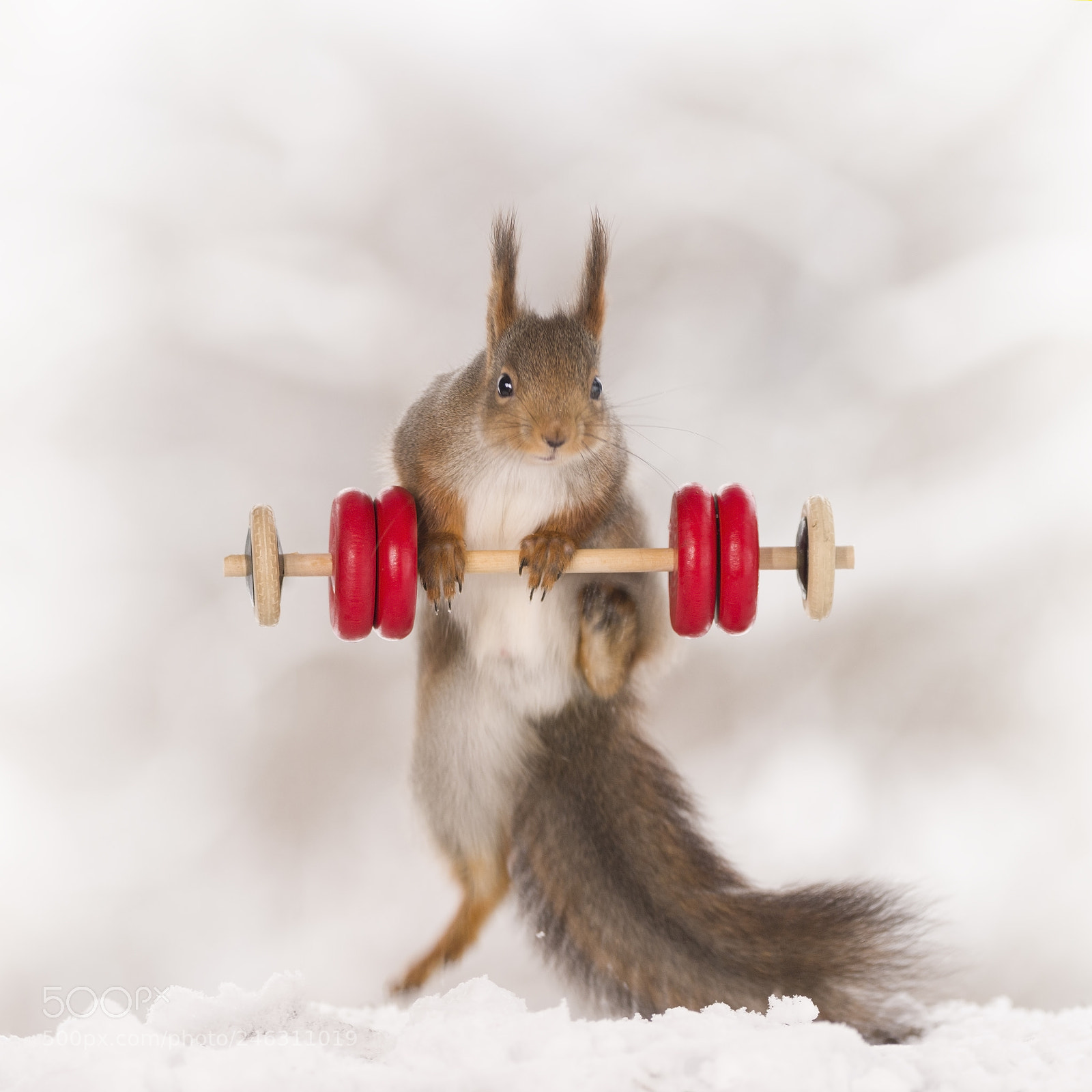 Nikon D810 sample photo. Red squirrel is holding photography