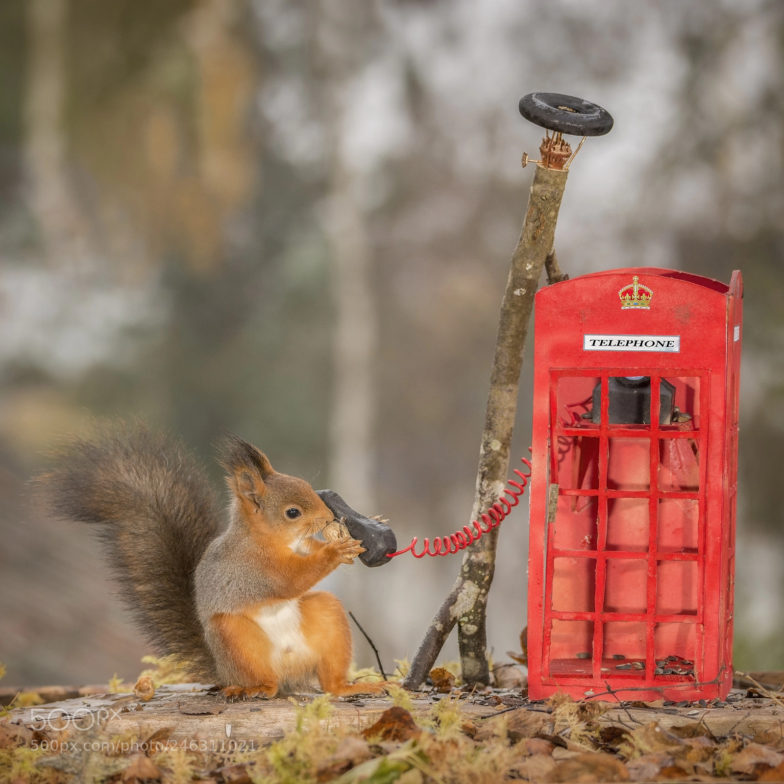Nikon D7100 sample photo. Red squirrel standing with photography