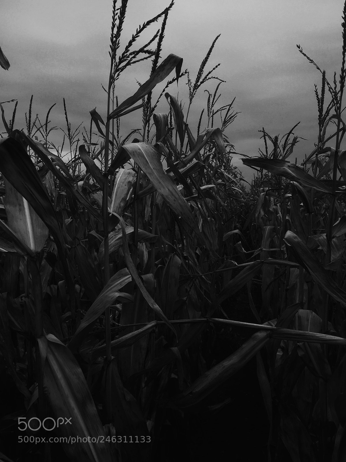 Apple iPhone 6s sample photo. Untitled photography