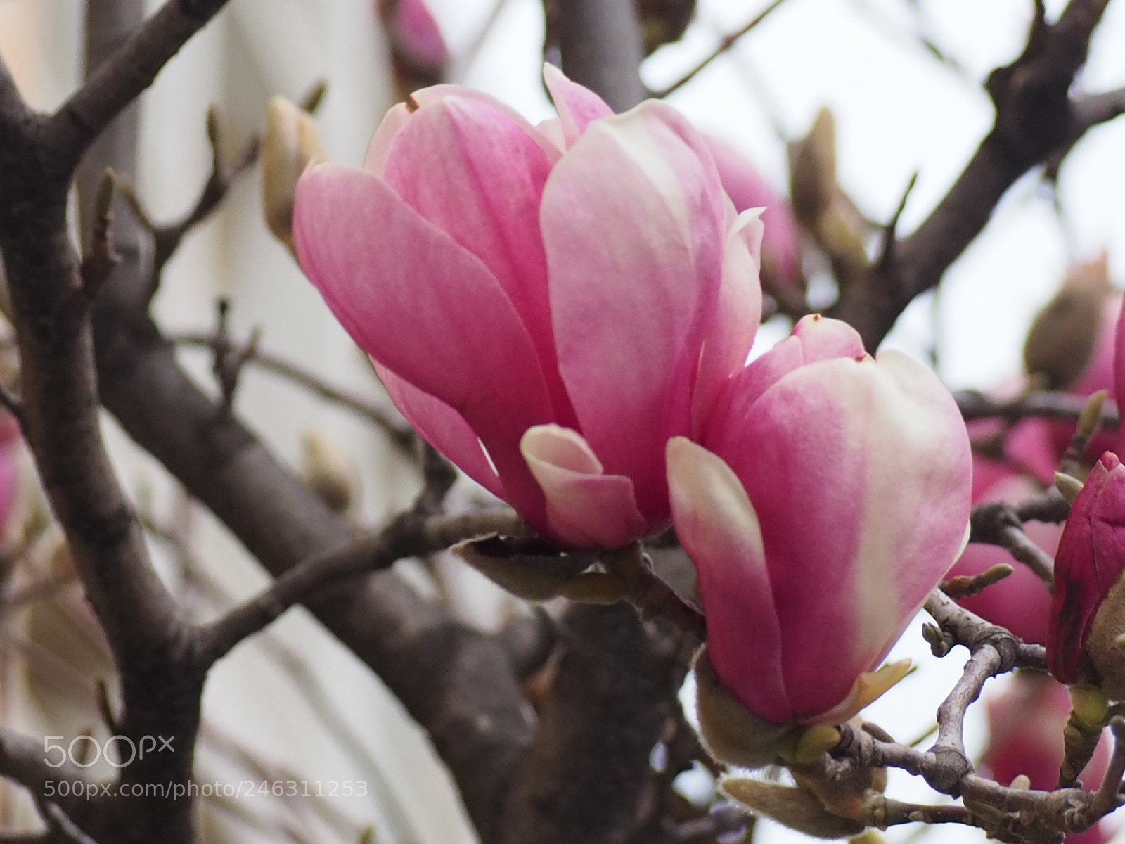 Olympus OM-D E-M10 II sample photo. Magnolia photography
