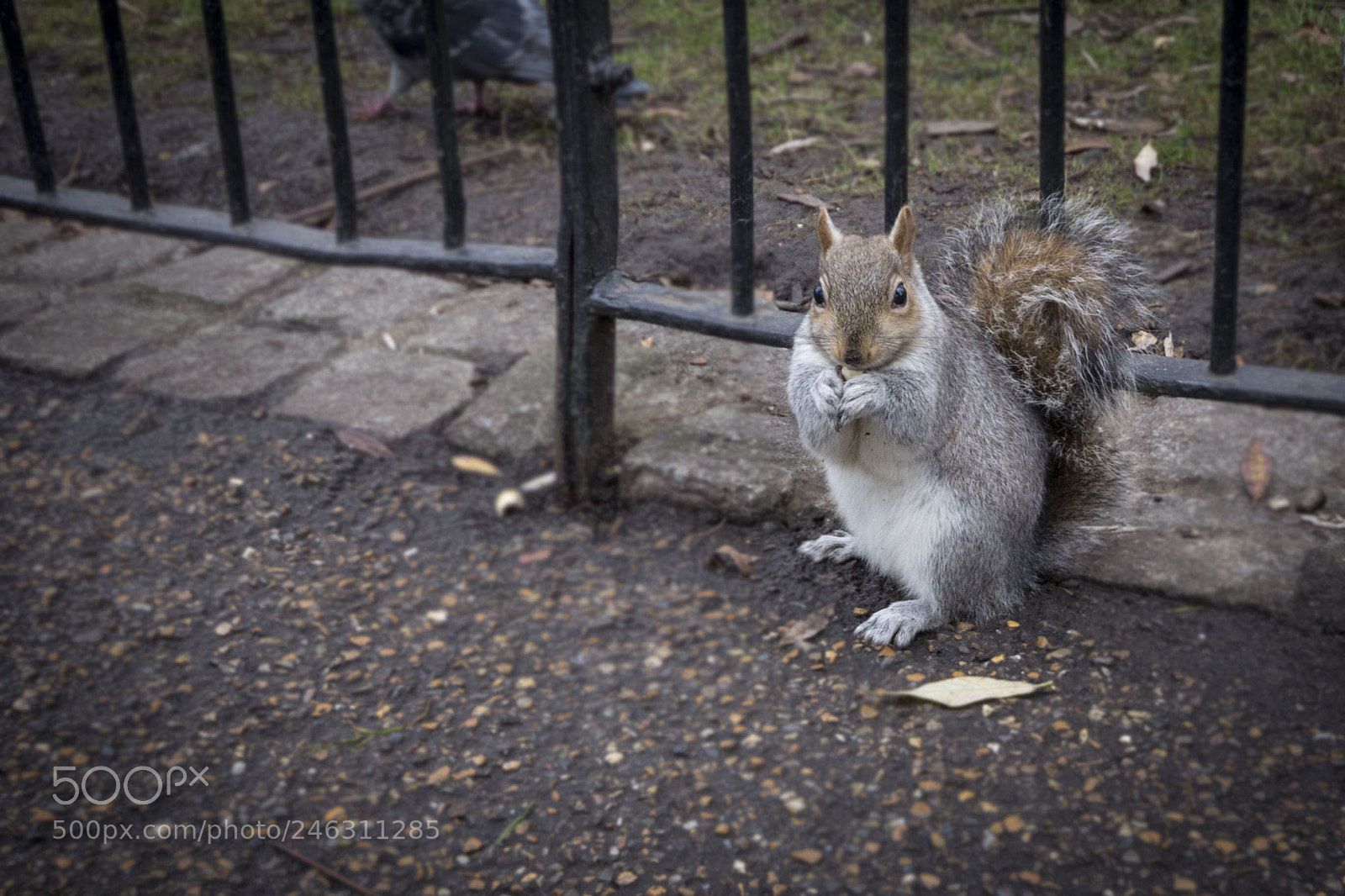 Canon EOS 60D sample photo. Squirrel photography