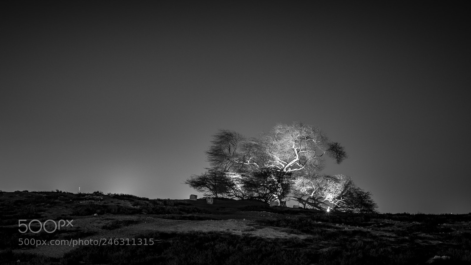Nikon D5200 sample photo. Tree of life photography