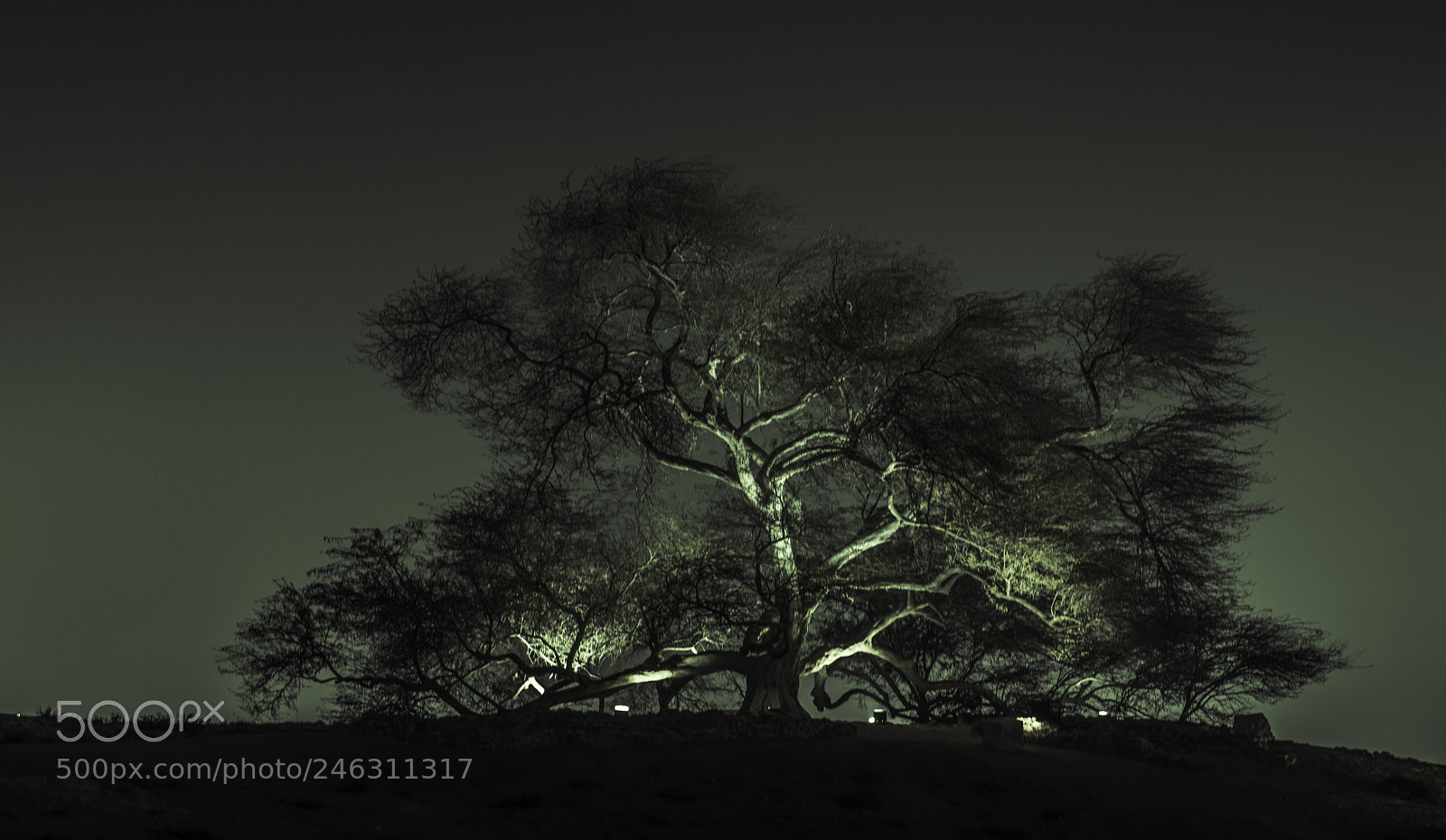 Nikon D5200 sample photo. Tree of life photography