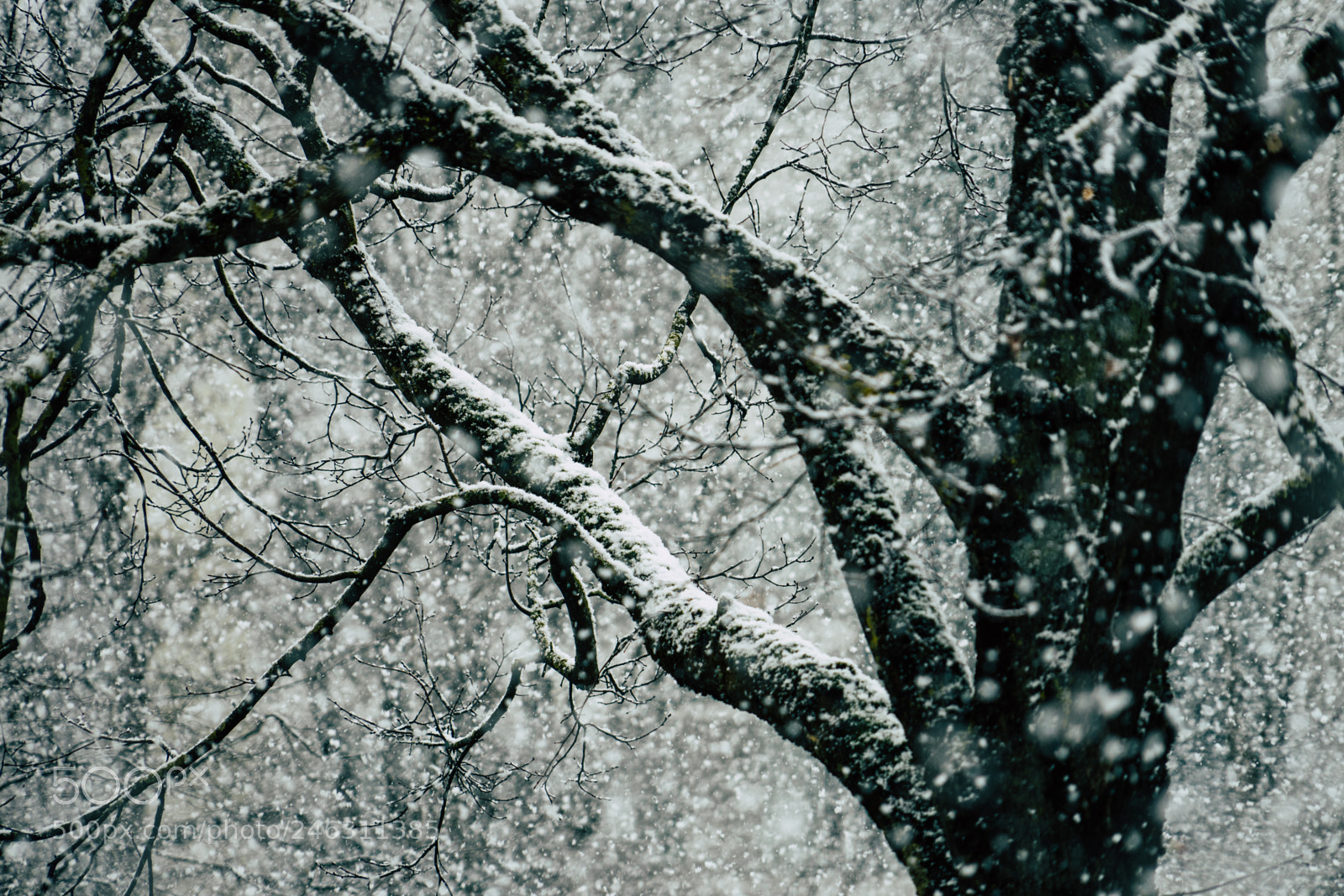 Sony a7 II sample photo. Snowflakes photography