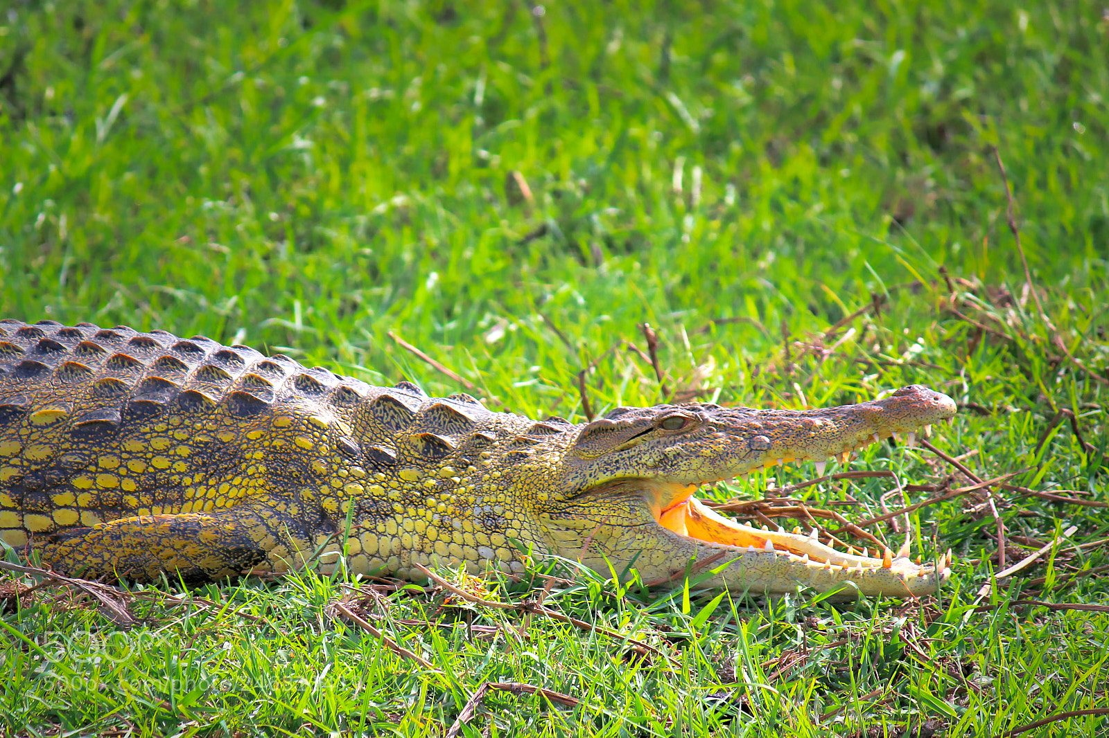 Canon EOS 100D (EOS Rebel SL1 / EOS Kiss X7) sample photo. Crocodile adjusting its body photography