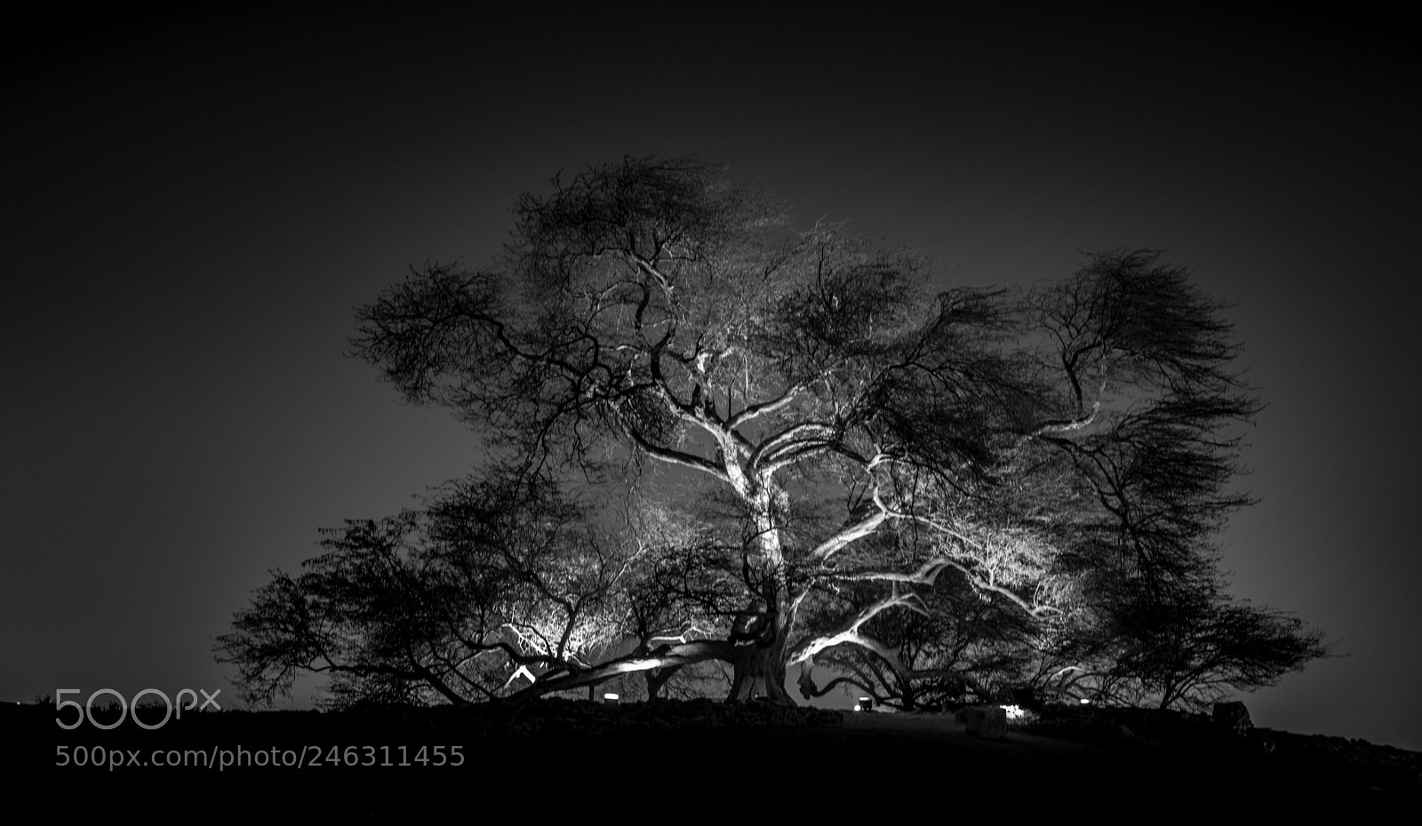 Nikon D5200 sample photo. Tree of life photography