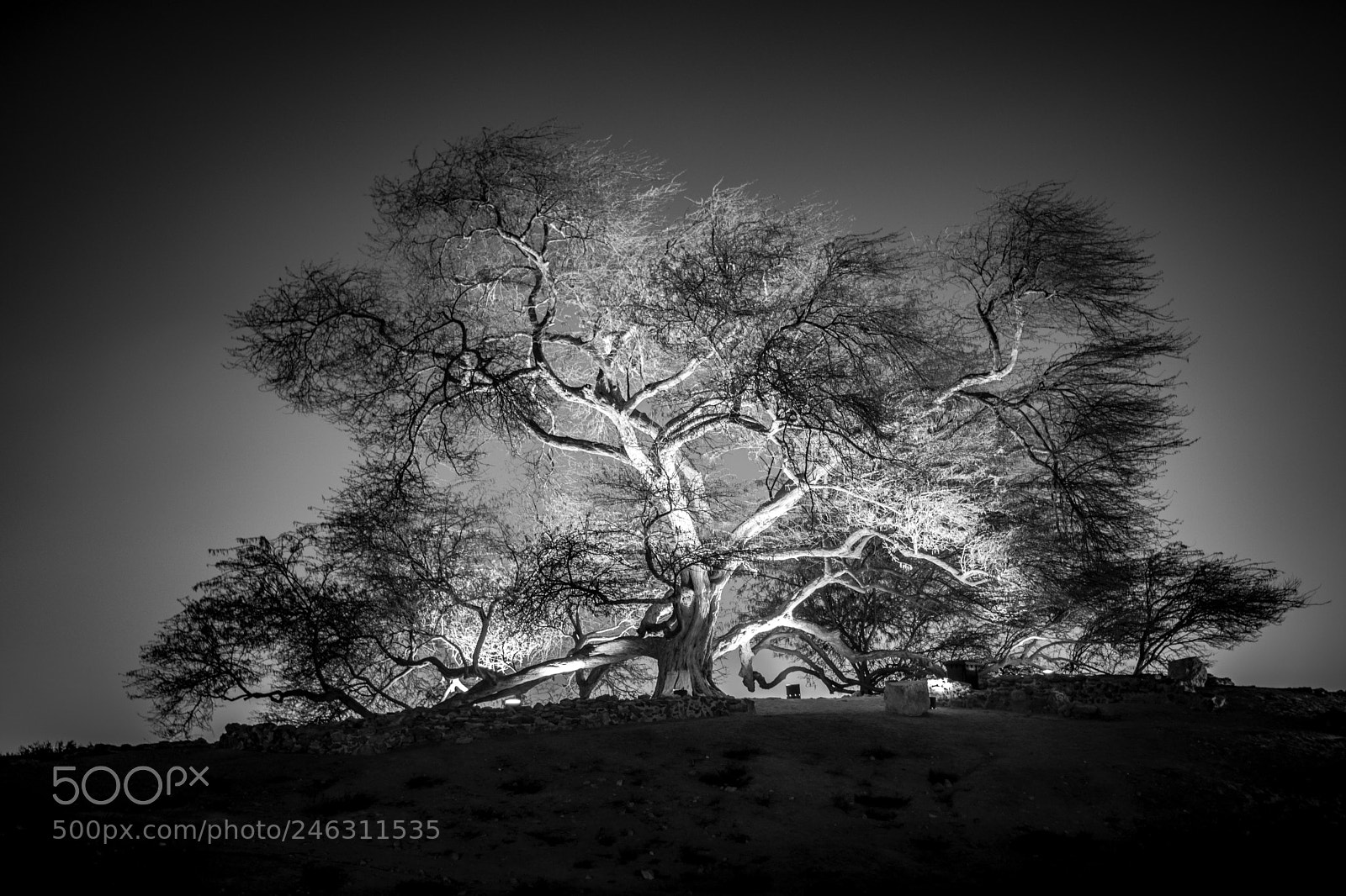 Nikon D5200 sample photo. Tree of life photography