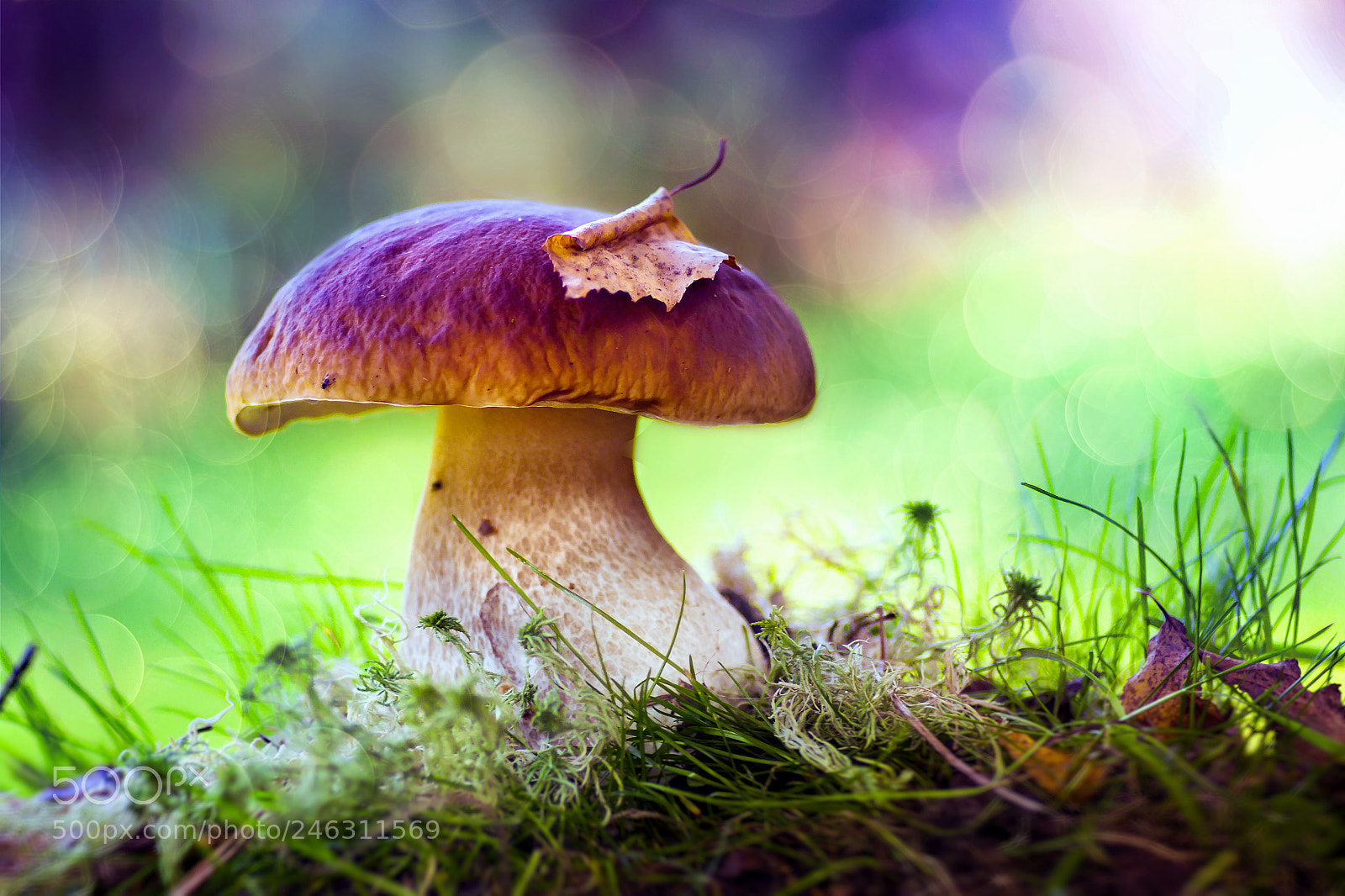 Canon EOS 50D sample photo. A porcini photography