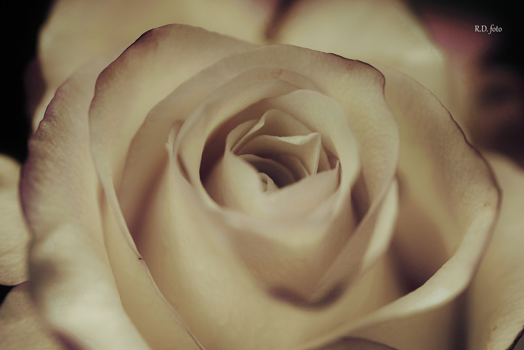 Sigma 105mm F2.8 EX DG OS HSM sample photo. Dsc photography