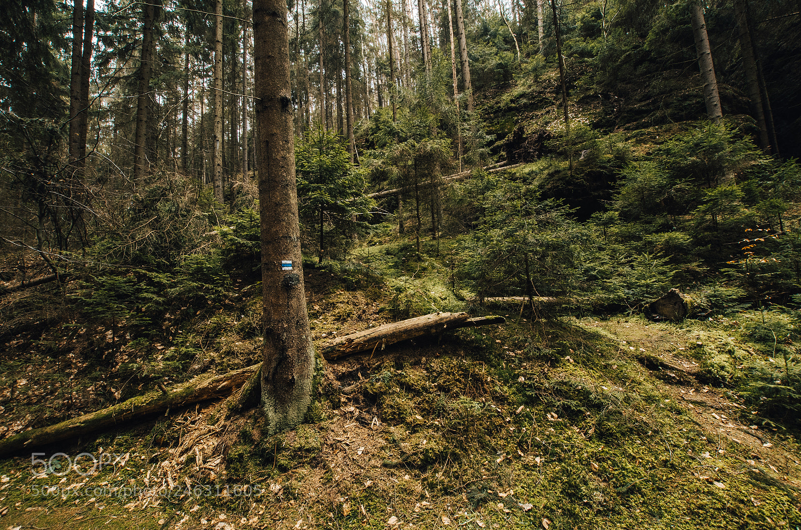 Pentax K-50 sample photo. Untitled photography