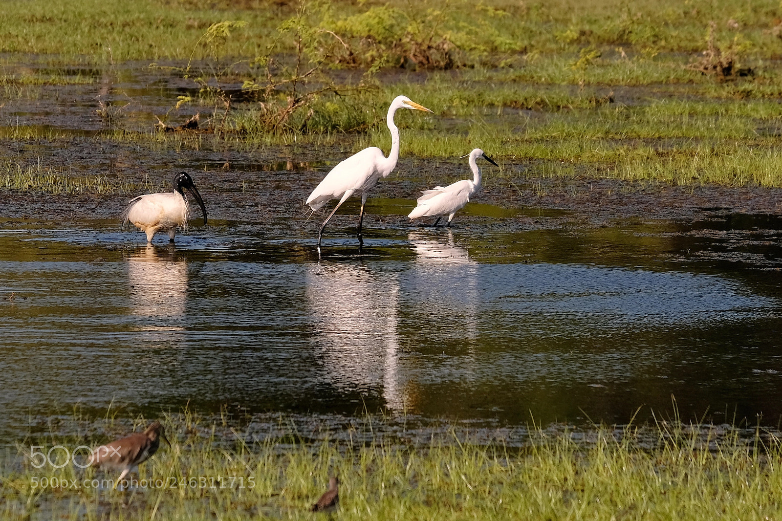 Fujifilm X-Pro2 sample photo. Pond trio photography