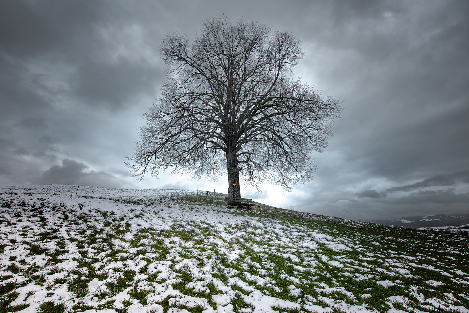 Nikon D810 sample photo. Tree on the hill photography
