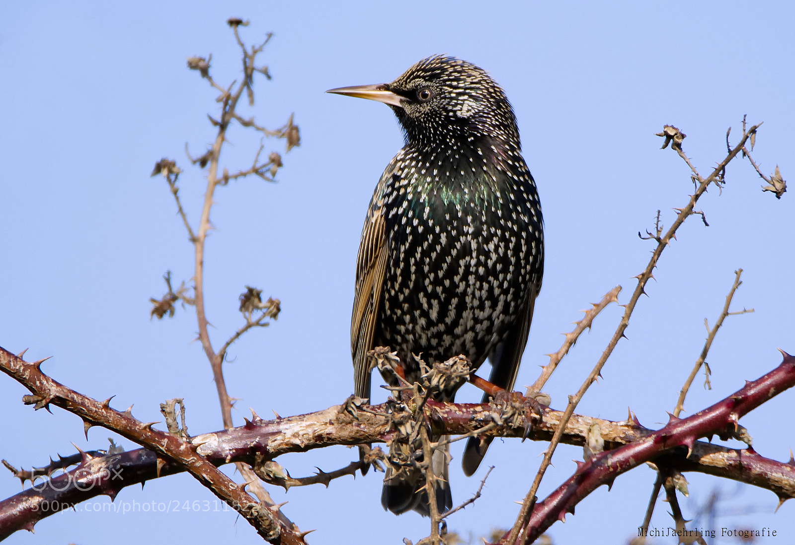 Nikon D7200 sample photo. Bird of the year 2018 photography