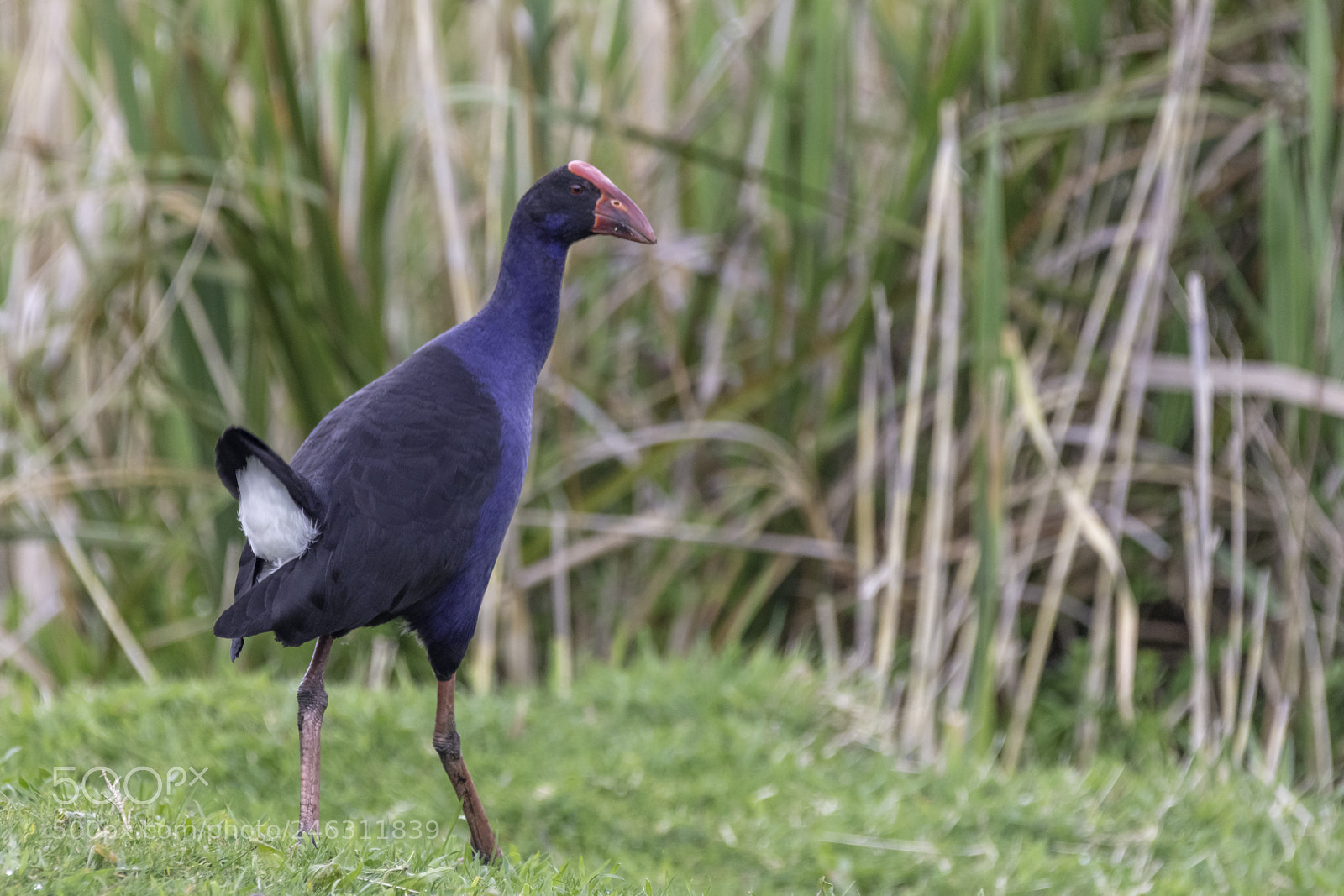 Canon EOS 5DS sample photo. Purple swamphen photography