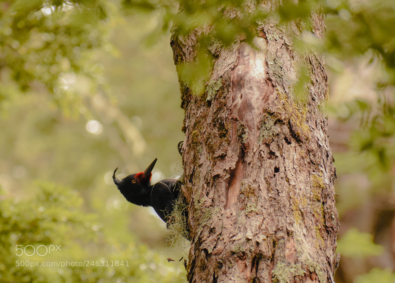 Nikon D3400 sample photo. Carpenter bird photography