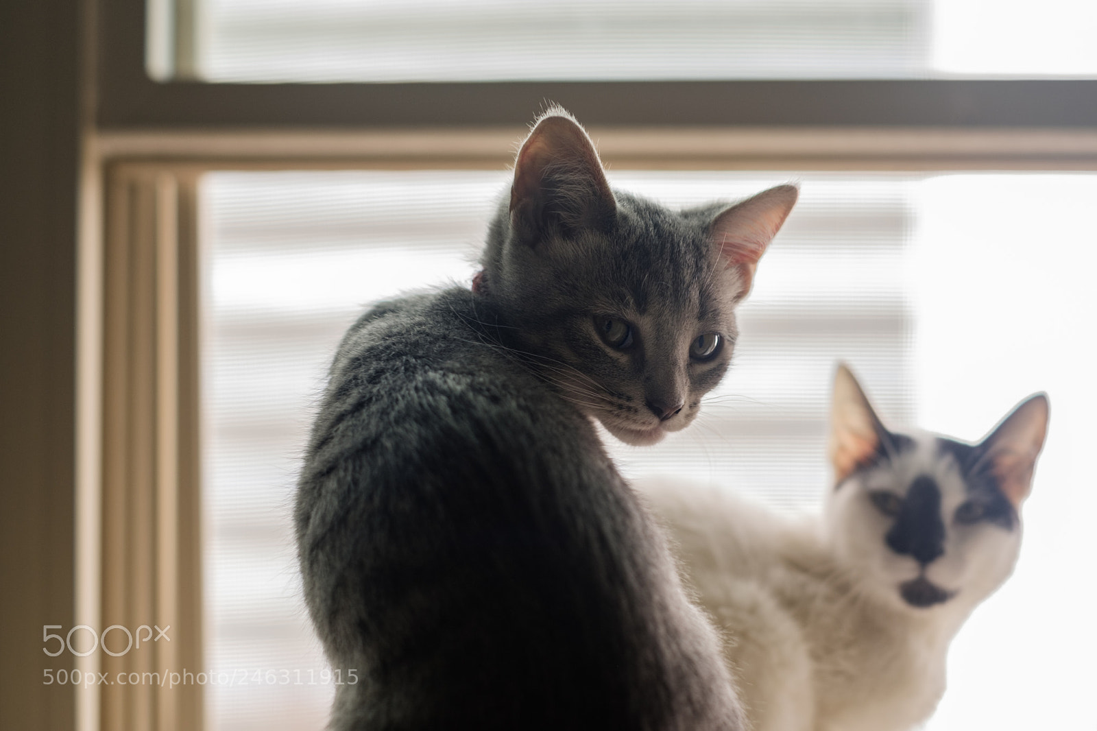 Fujifilm X-T20 sample photo. Window friends photography