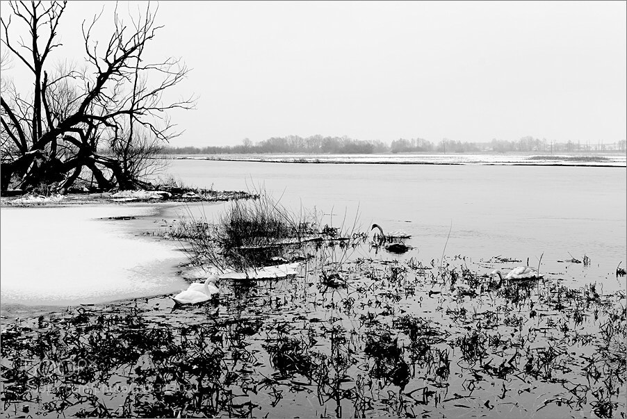 Nikon D610 sample photo. Swan pasture photography
