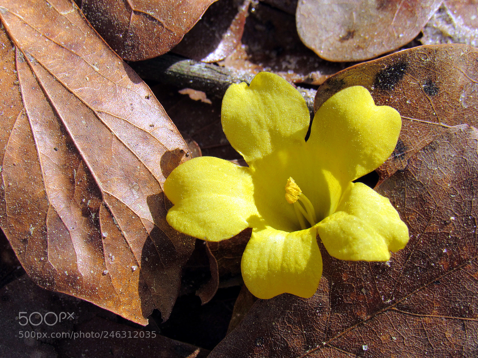 Canon PowerShot SX530 HS sample photo. Fallen flower photography