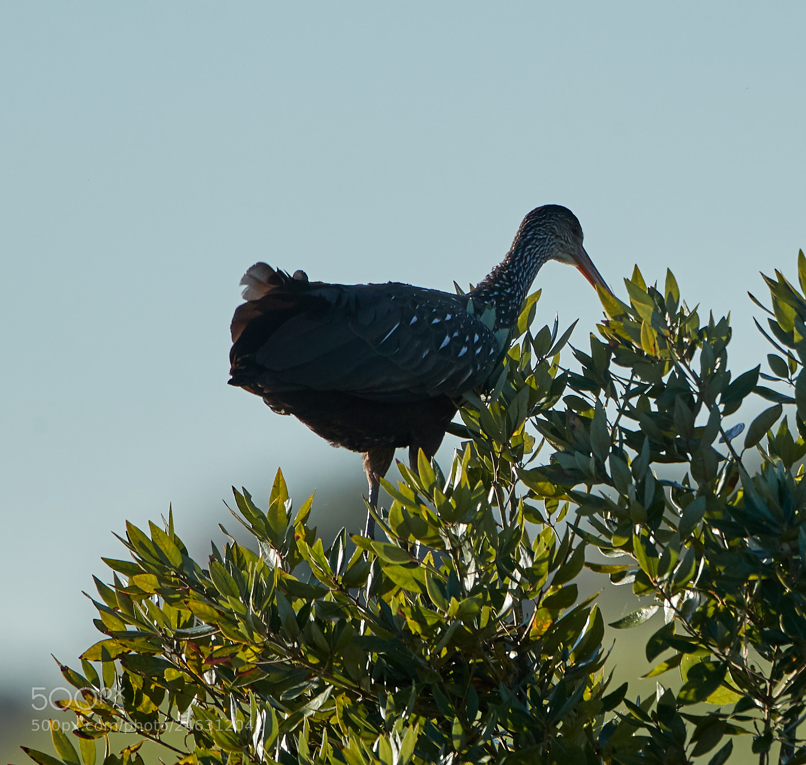 Canon EOS-1D X Mark II sample photo. 02-16-18-0003877.jpg photography