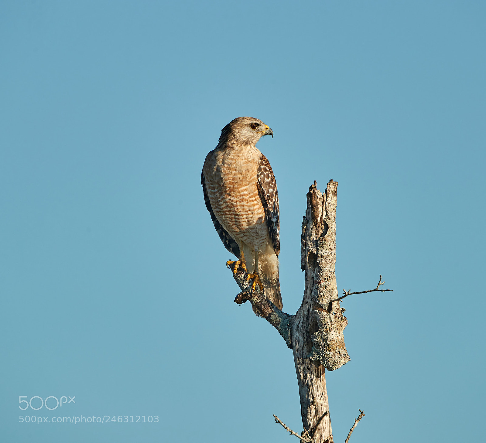 Canon EOS-1D X Mark II sample photo. 02-16-18-0003913.jpg photography
