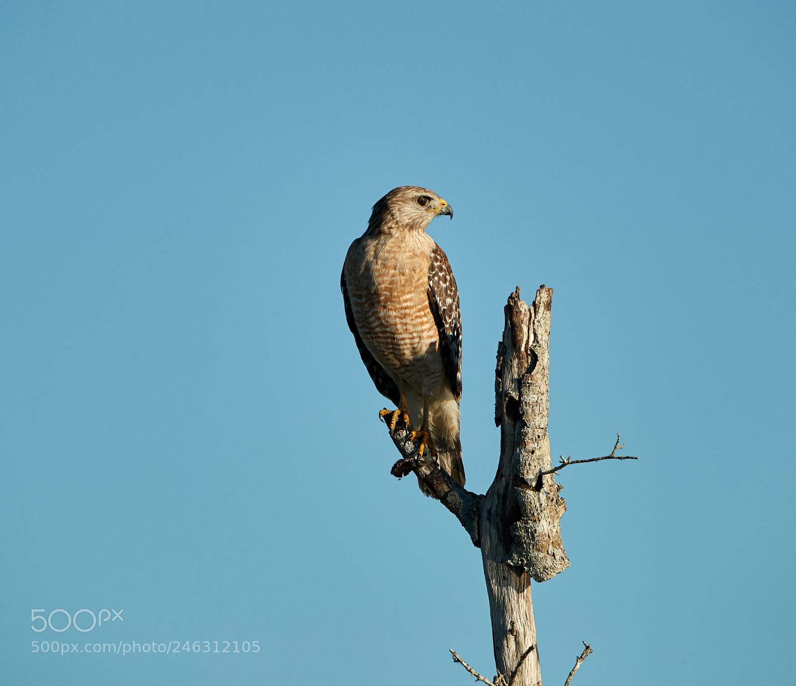 Canon EOS-1D X Mark II sample photo. 02-16-18-0003912.jpg photography