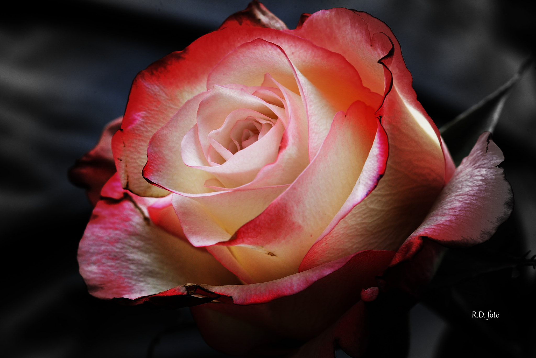Sigma 105mm F2.8 EX DG OS HSM sample photo. Dsc photography