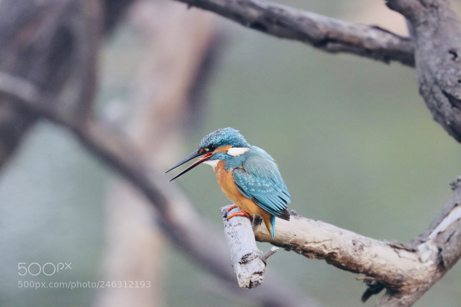 Canon EOS 80D sample photo. Common kingfisher photography