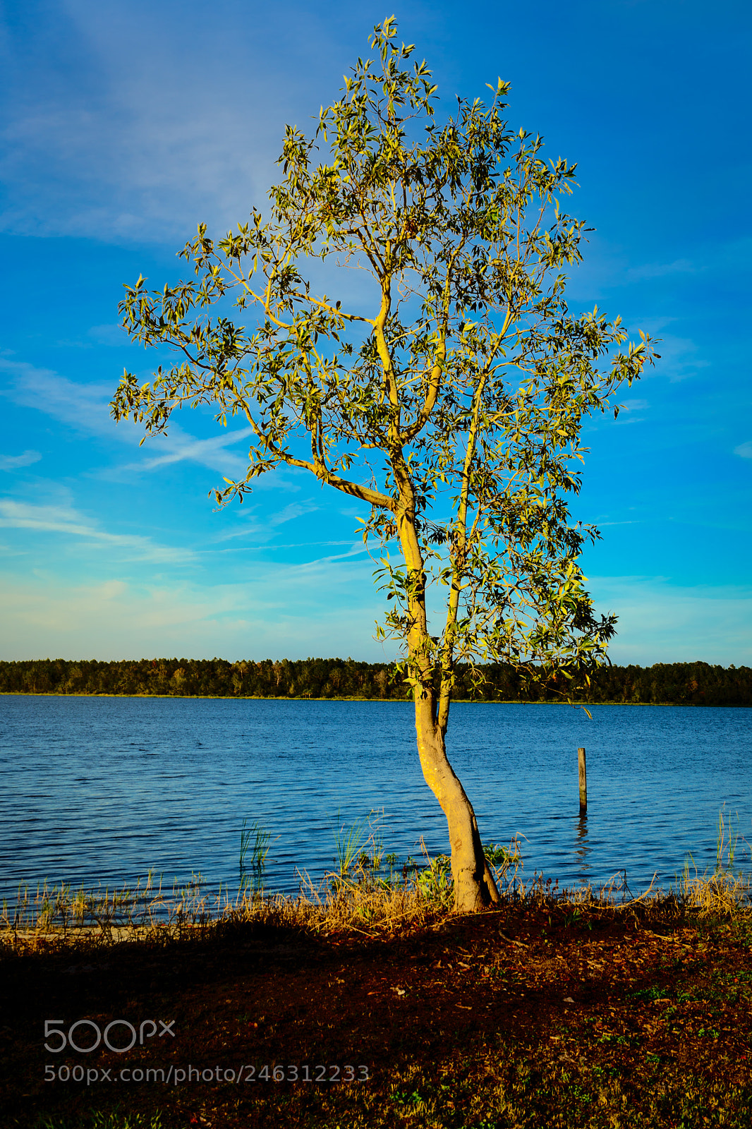 Sony a7 sample photo. Rest - 1 kings 19:4-8 photography