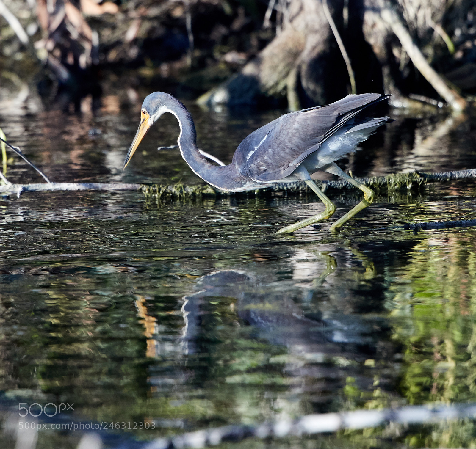 Canon EOS-1D X Mark II sample photo. 02-16-18-0003948.jpg photography