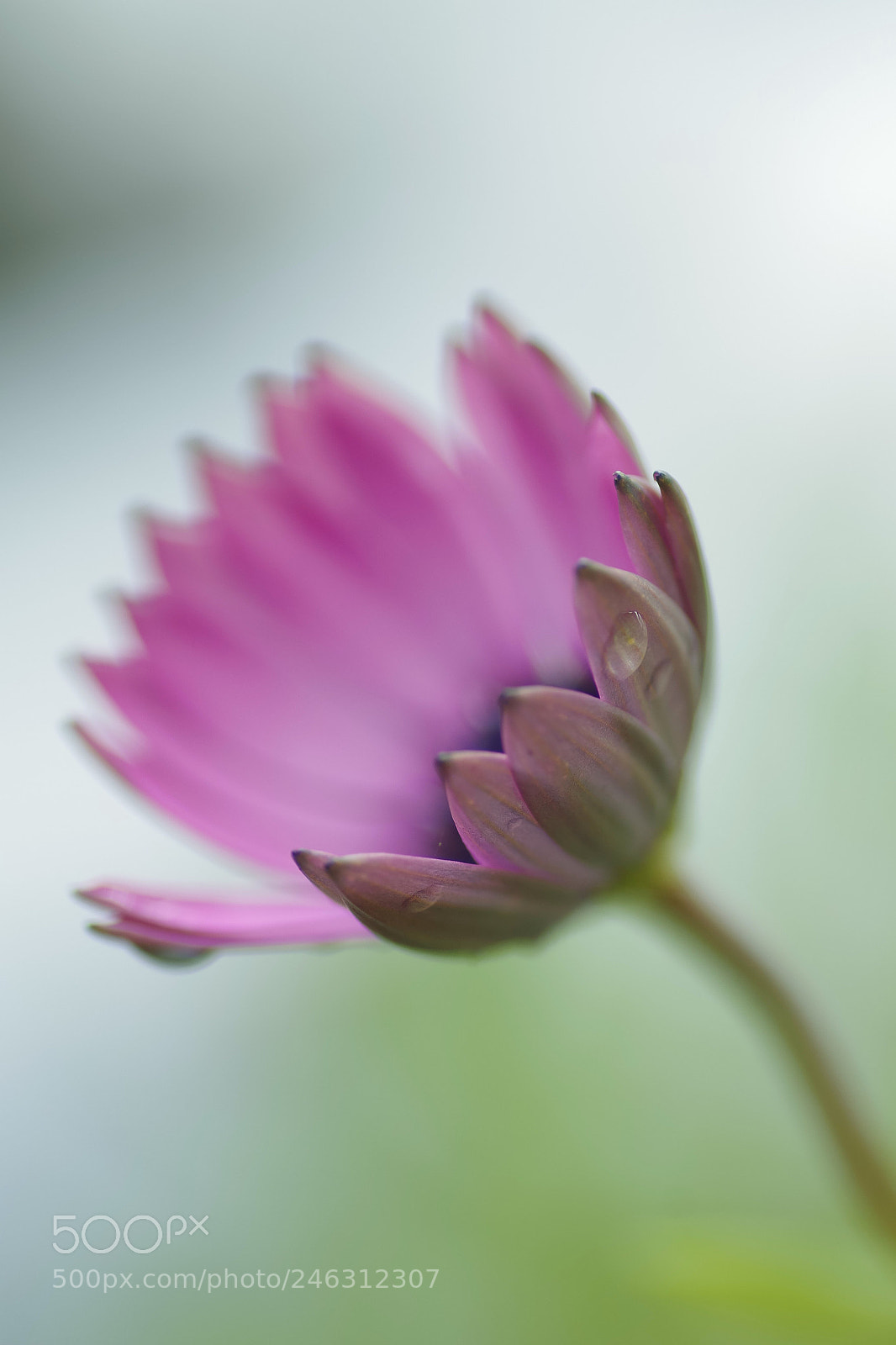 Pentax K-S2 sample photo. Douceur photography