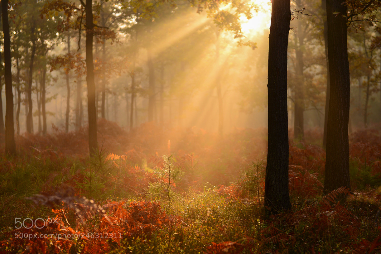 Nikon D600 sample photo. Dawn photography