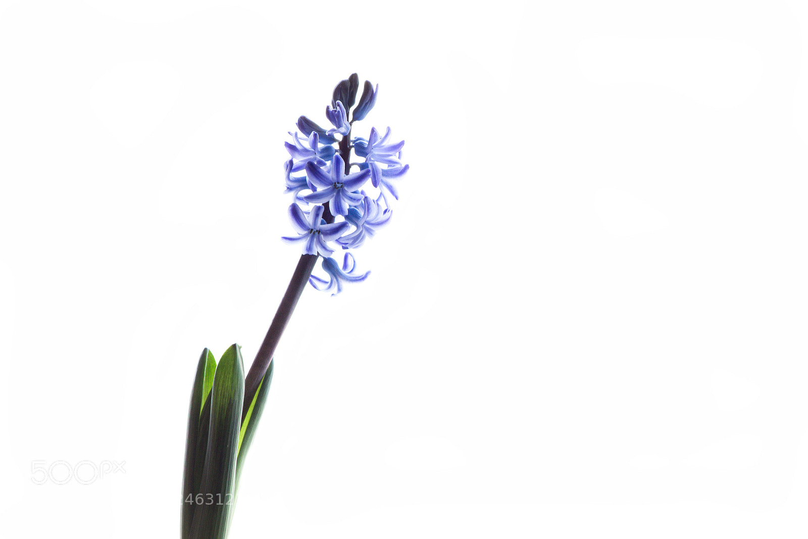 Canon EOS 1300D (EOS Rebel T6 / EOS Kiss X80) sample photo. Hyacinths photography