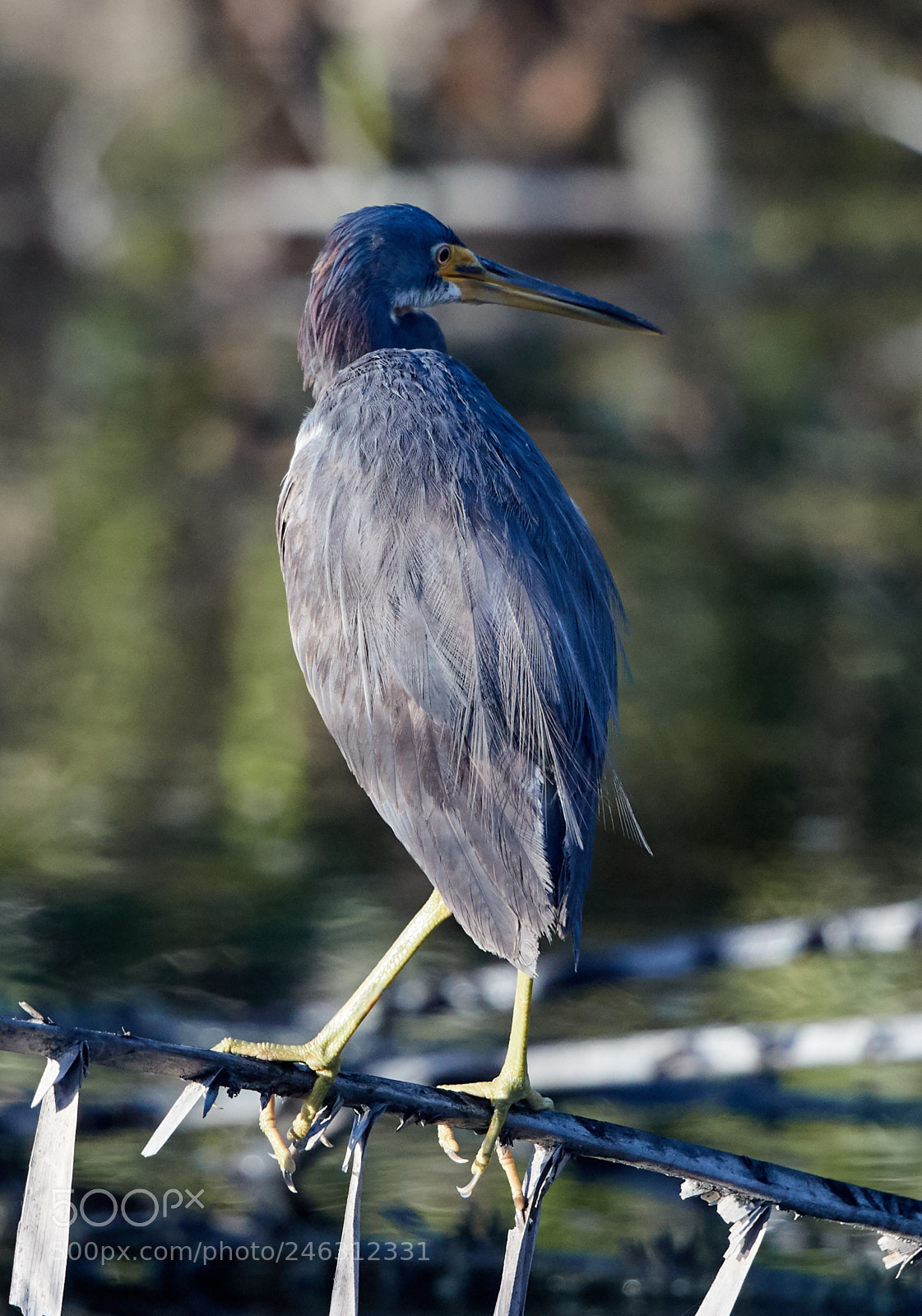 Canon EOS-1D X Mark II sample photo. 02-16-18-0003954.jpg photography