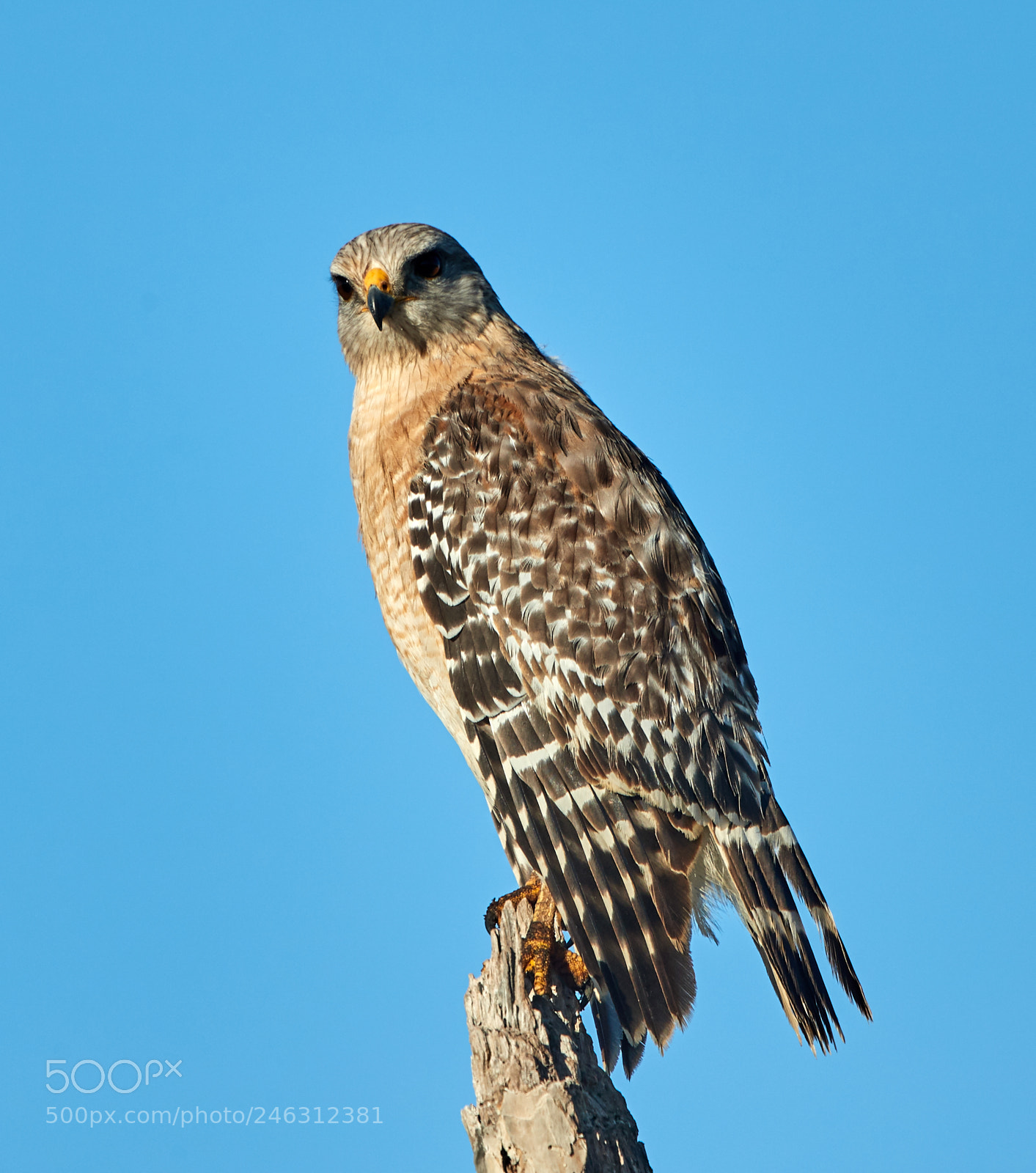 Canon EOS-1D X Mark II sample photo. 02-16-18-0003966.jpg photography