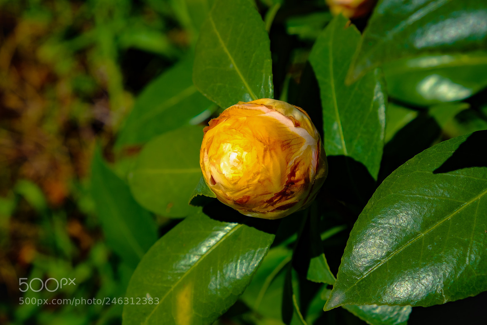 Fujifilm X-T10 sample photo. Camellia bud photography