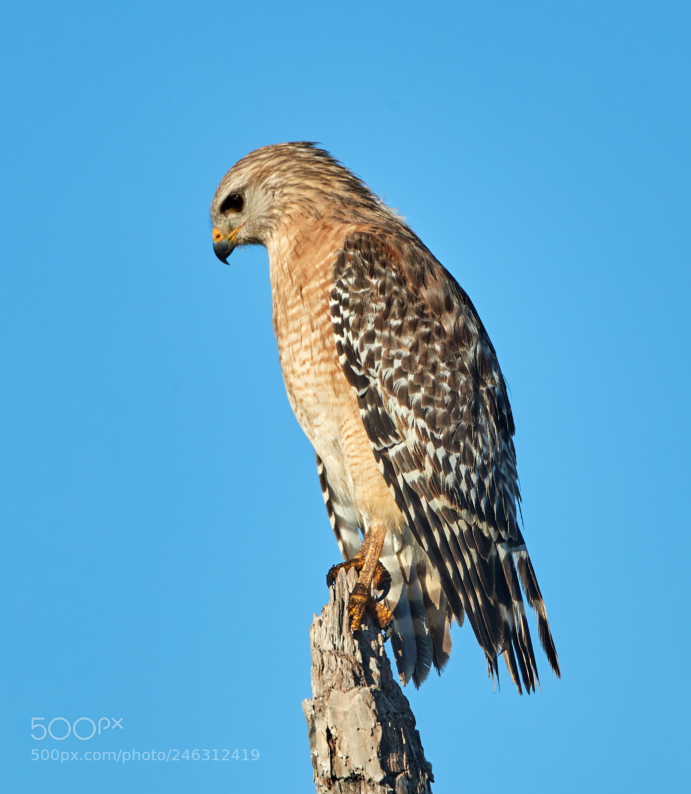 Canon EOS-1D X Mark II sample photo. 02-16-18-0003973.jpg photography