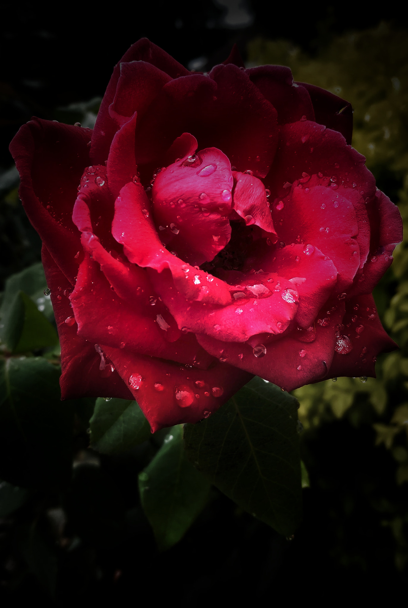 HUAWEI MATE 9 LITE sample photo. Affter the rain rose photography