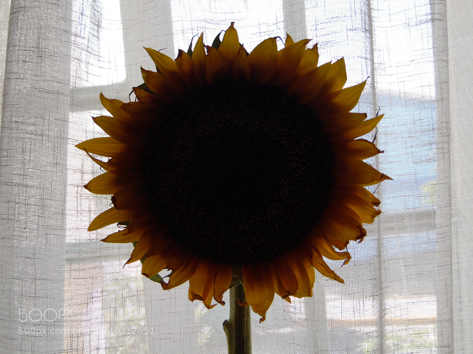 Samsung WB1100F/WB1101F/WB1102F sample photo. "atrapando el sol" photography