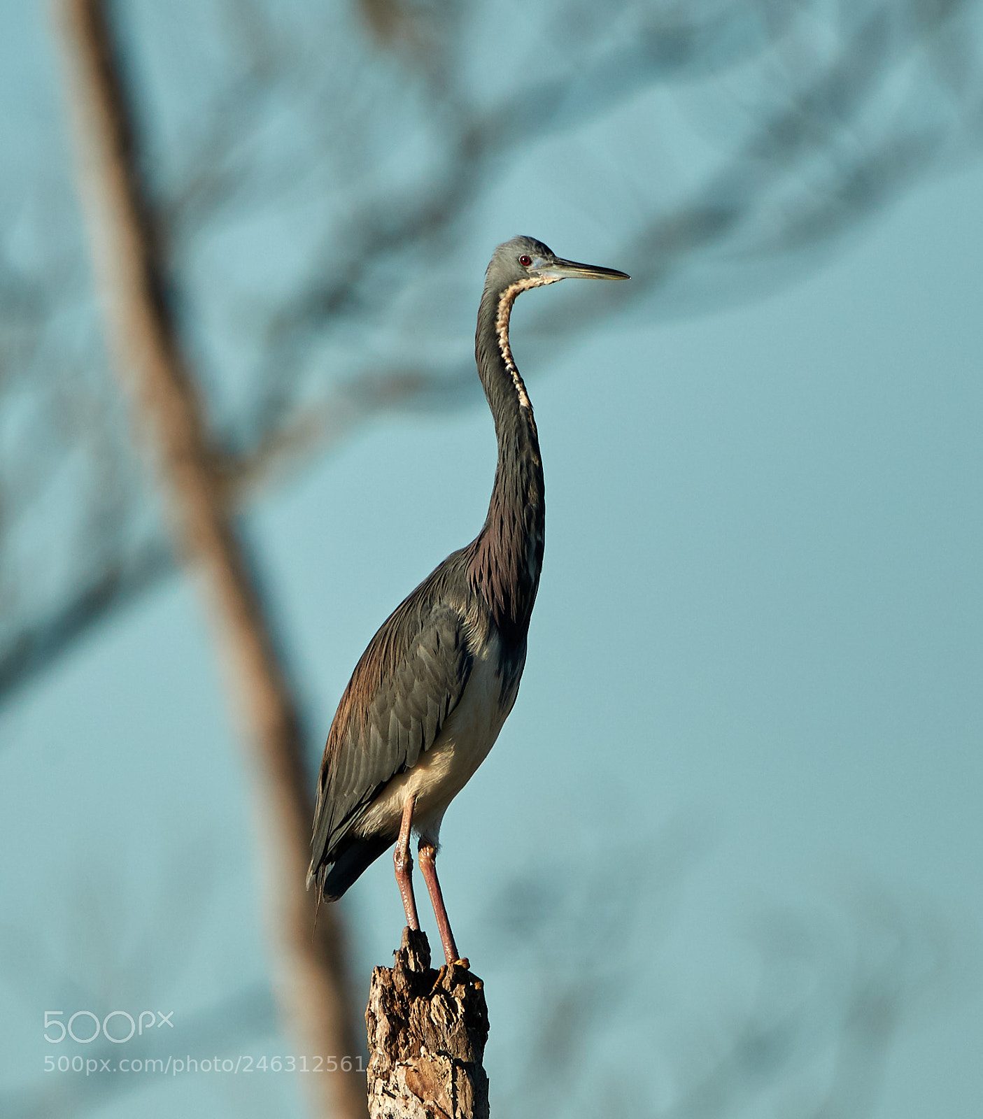 Canon EOS-1D X Mark II sample photo. 02-16-18-0003980.jpg photography