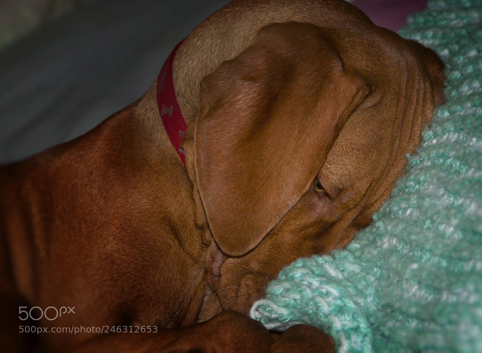 Nikon D300S sample photo. Rare moments photography