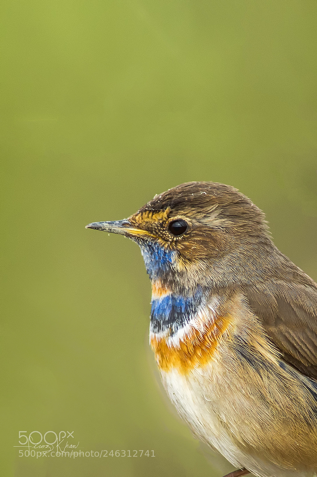 Canon EOS 7D Mark II sample photo. Bluethroat photography