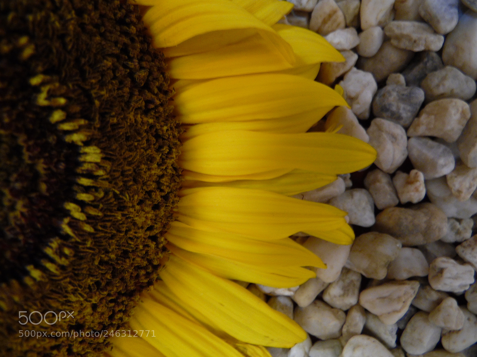 Samsung WB1100F/WB1101F/WB1102F sample photo. " hojas pecioladas" photography