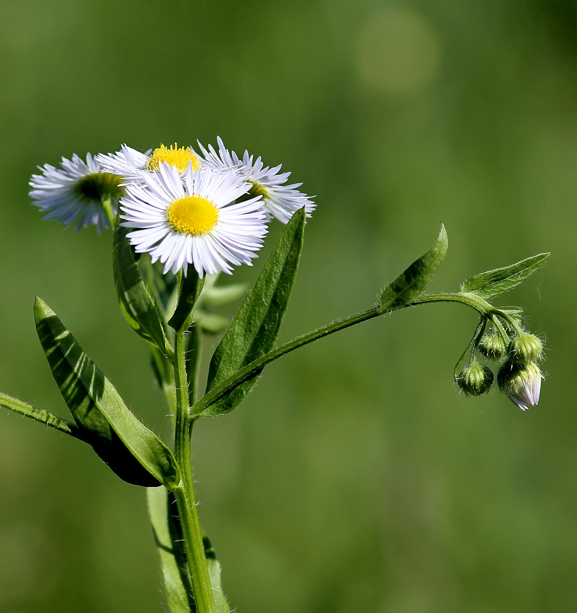 Canon EF-S 55-250mm F4-5.6 IS II sample photo. Bellis perennis, photography