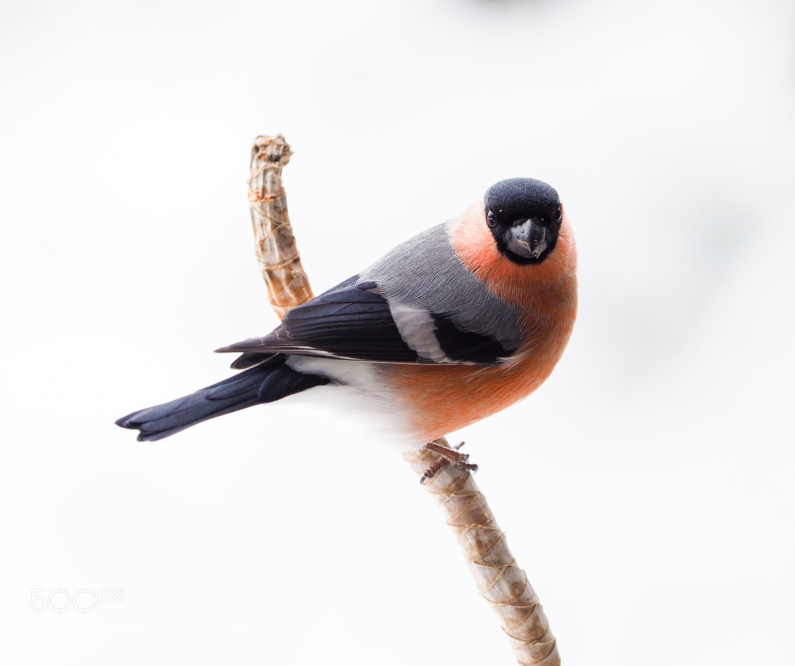 Olympus OM-D E-M1 Mark II sample photo. Gimpel - dompfaff photography