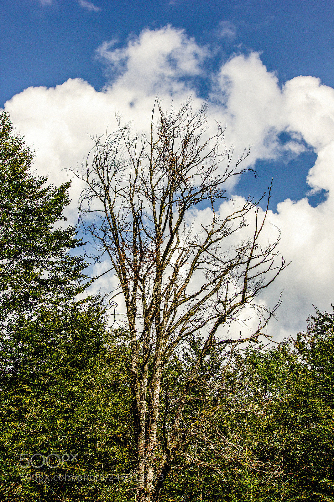 Canon EOS 550D (EOS Rebel T2i / EOS Kiss X4) sample photo. If only trees could photography