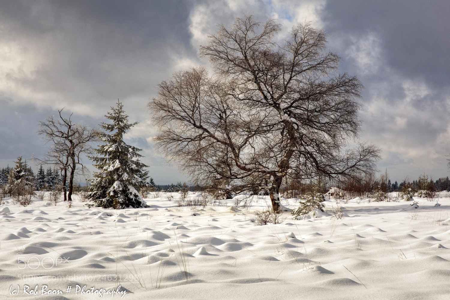Canon EOS 5DS sample photo. Winter @ botrange 9 photography