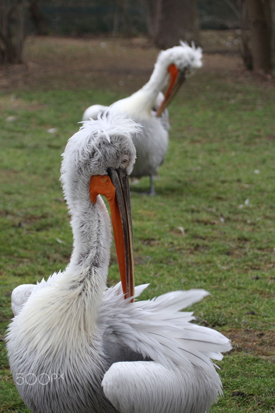 Canon EF 100-400mm F4.5-5.6L IS USM sample photo. Mirror photography